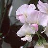 Lathyrus latifolius 'Blushing Bride', flowers