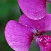 Lathyrus latifolius 'Red Pearl', flowers