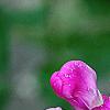 Lathyrus latifolius 'Red Pearl', flowers