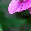 Lathyrus latifolius 'Red Pearl', flowers