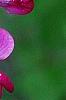 Lathyrus latifolius 'Red Pearl', flowers