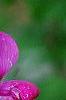 Lathyrus latifolius 'Red Pearl', flowers