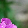 Lathyrus latifolius 'Red Pearl', flowers