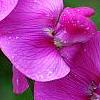 Lathyrus latifolius 'Red Pearl', flowers