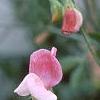 Lathyrus odoratus 'Old Spice Mix', flowers