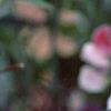 Lathyrus odoratus 'Old Spice Mix', flowers