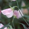Lathyrus odoratus 'Old Spice Mix', flowers