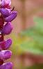 Lupinus perennis, flowers