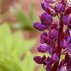 Lupinus perennis, flowers