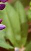 Lupinus perennis, flowers