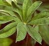 Lupinus perennis, flowers
