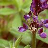 Lupinus perennis, flowers