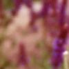 Lupinus perennis, flowers