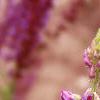 Lupinus perennis, flowers