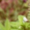 Lupinus perennis, flowers