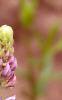 Lupinus perennis, flowers