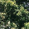 Maackia amurensis, habit