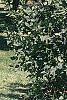 Maackia amurensis, habit