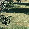 Maackia amurensis, habit