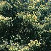 Maackia amurensis, habit