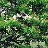 Maackia amurensis, habit