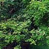 Maackia amurensis, habit