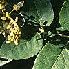 Maackia amurensis, leaves