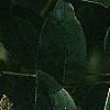 Maackia amurensis, leaves