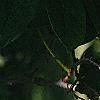 Maackia amurensis, leaves