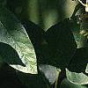 Maackia amurensis, leaves