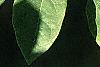 Maackia amurensis, leaves