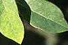 Maackia amurensis, leaves