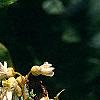 Maackia amurensis, flowers