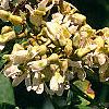 Maackia amurensis, flowers