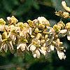 Maackia amurensis, flowers