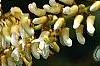 Maackia amurensis, flowers