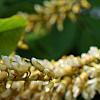Maackia amurensis, flowers