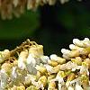 Maackia amurensis, flowers
