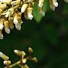 Maackia amurensis, flowers