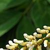 Maackia amurensis, flowers