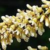Maackia amurensis, flowers