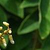 Maackia amurensis, flowers