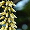 Maackia amurensis, flowers