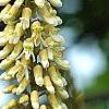 Maackia amurensis, flowers