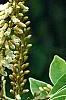 Maackia amurensis, flowers