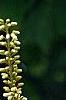 Maackia amurensis, flowers