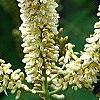 Maackia amurensis, flowers