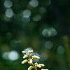 Maackia amurensis, flowers