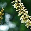 Maackia amurensis, flowers