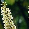 Maackia amurensis, flowers